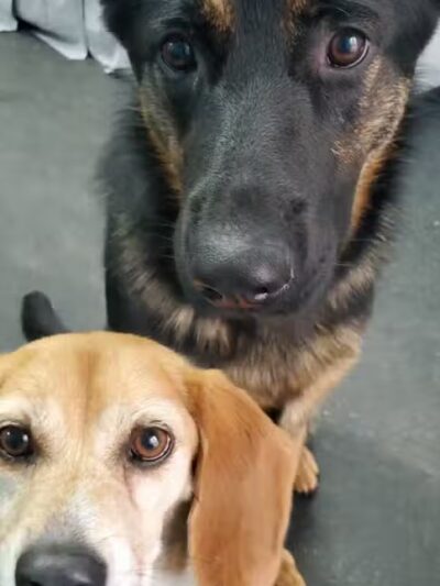 For the love of dogs Boarding - Richfield, OH