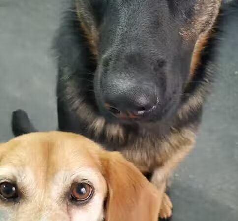 For the love of dogs Boarding - Richfield, OH