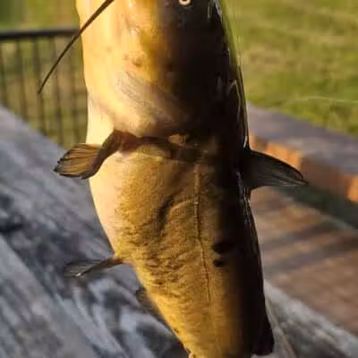 Richfield Township Catch & Release Pond with Dock & parking - Richfield, OH