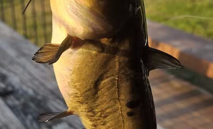Richfield Township Catch & Release Pond with Dock & parking - Richfield, OH