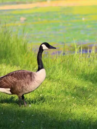 Jefferson Lake State Park - Richmond, OH