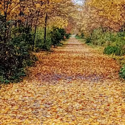 County Line Trail - Rittman, OH