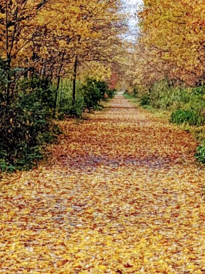 County Line Trail - Rittman, OH