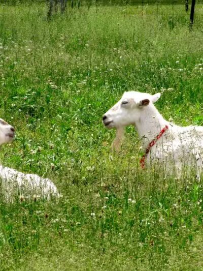 County Line Trail - Rittman, OH