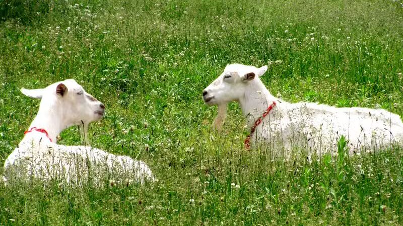 County Line Trail - Rittman, OH
