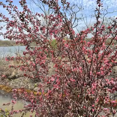 William J. Robertson Nature Preserve - Rittman, OH