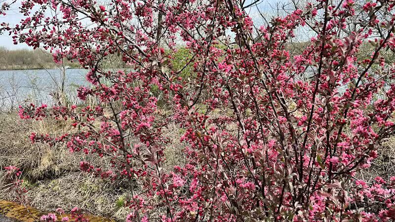 William J. Robertson Nature Preserve - Rittman, OH