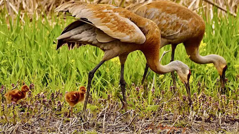 William J. Robertson Nature Preserve - Rittman, OH