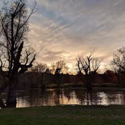 Ellison Dog Park - Rochester, NY