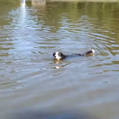 Ellison Dog Park - Rochester, NY