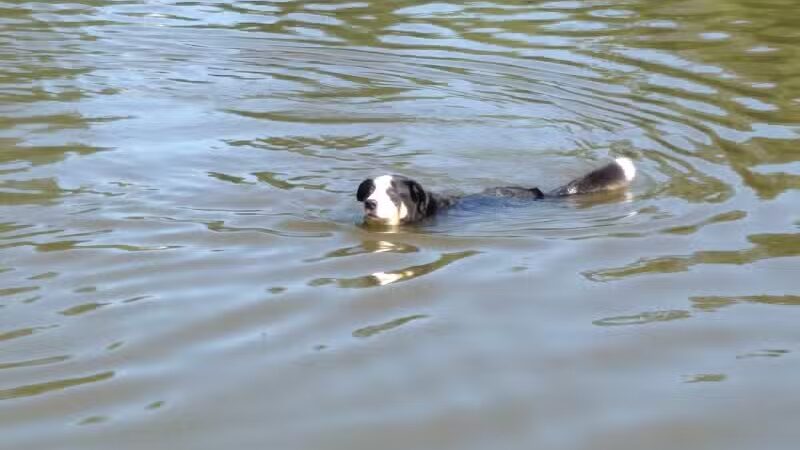 Ellison Dog Park - Rochester, NY