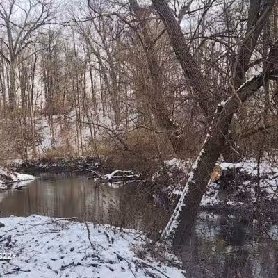 Ellison Dog Park - Rochester, NY