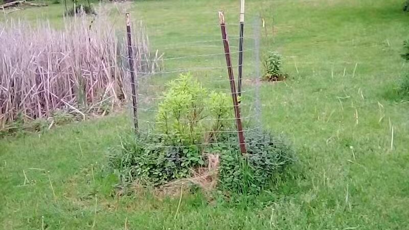 Ellison Dog Park - Rochester, NY