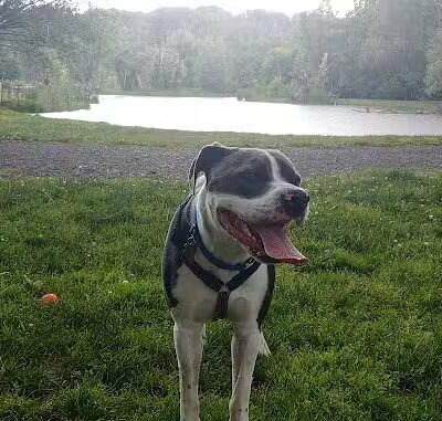 Ellison Dog Park - Rochester, NY