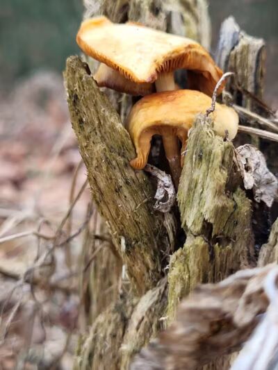 Rockbridge - Rockbridge, OH