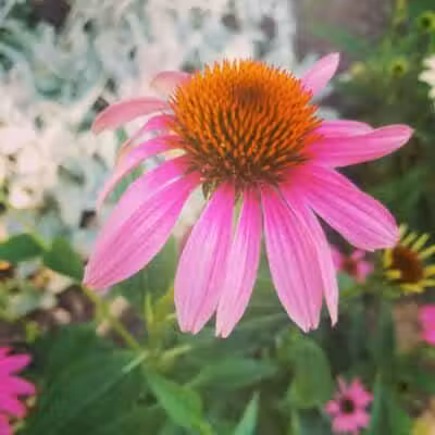 Shanes Park - Rockford, OH