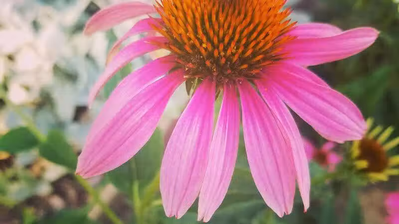 Shanes Park - Rockford, OH