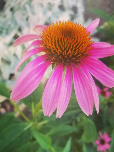 Shanes Park - Rockford, OH