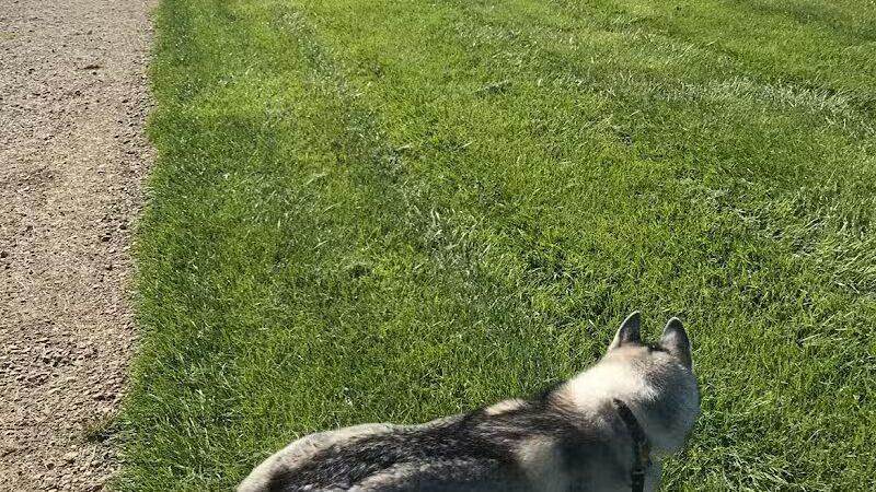 Gracie Fields - Rootstown, OH