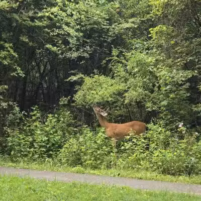 Island View Park - Rossford, OH