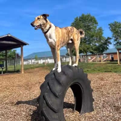 Salem Rotary Dog Park - Salem, VA
