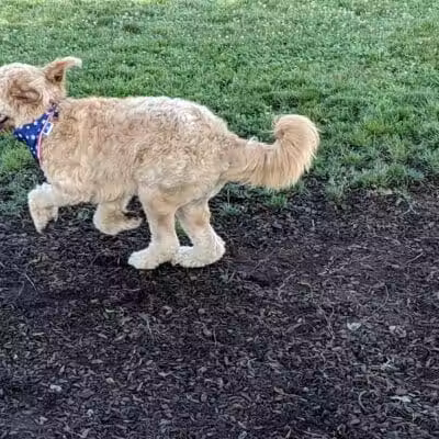 Salem Rotary Dog Park - Salem, VA