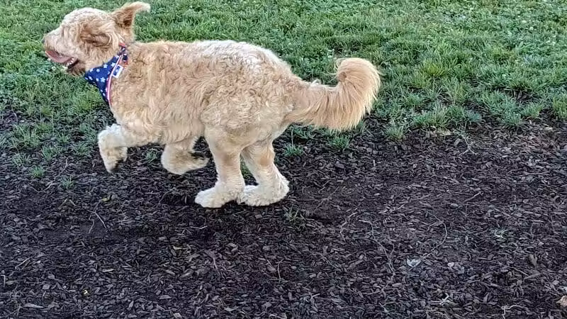 Salem Rotary Dog Park - Salem, VA