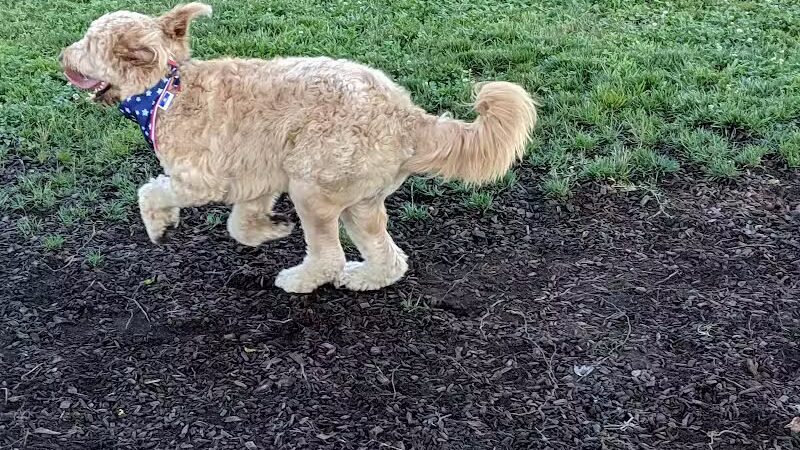 Salem Rotary Dog Park - Salem, VA