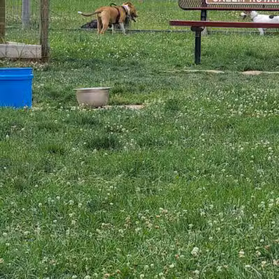 Salem Rotary Dog Park - Salem, VA