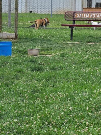 Salem Rotary Dog Park - Salem, VA