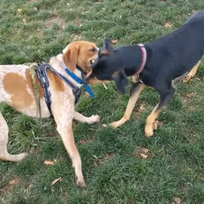 Salem Rotary Dog Park - Salem, VA