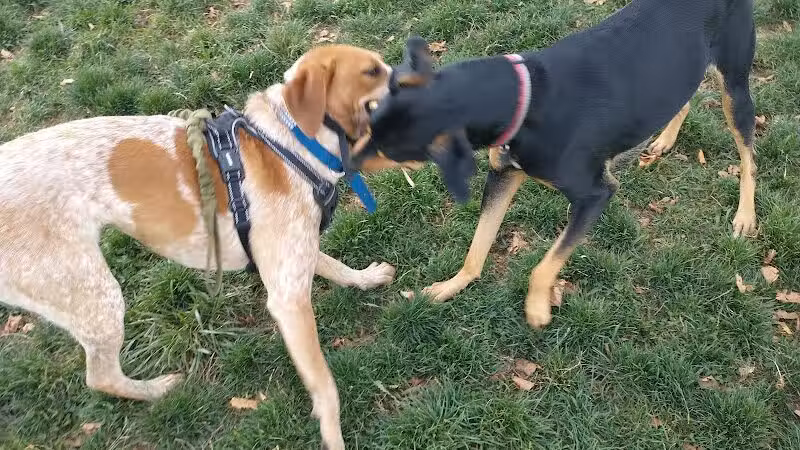 Salem Rotary Dog Park - Salem, VA