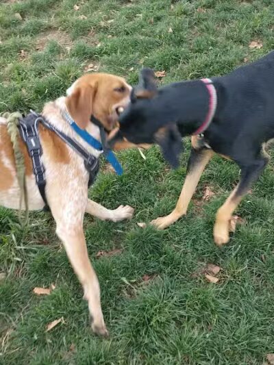 Salem Rotary Dog Park - Salem, VA