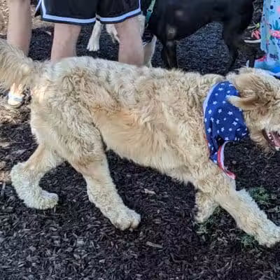 Salem Rotary Dog Park - Salem, VA