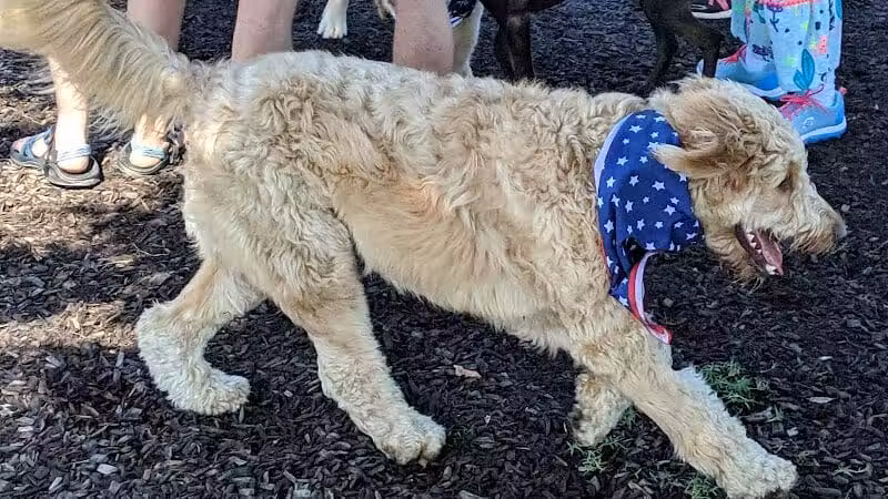 Salem Rotary Dog Park - Salem, VA