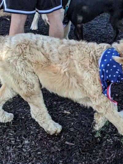 Salem Rotary Dog Park - Salem, VA