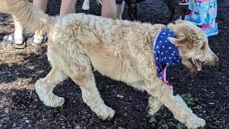 Salem Rotary Dog Park - Salem, VA