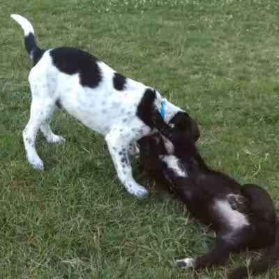 Salem Rotary Dog Park - Salem, VA