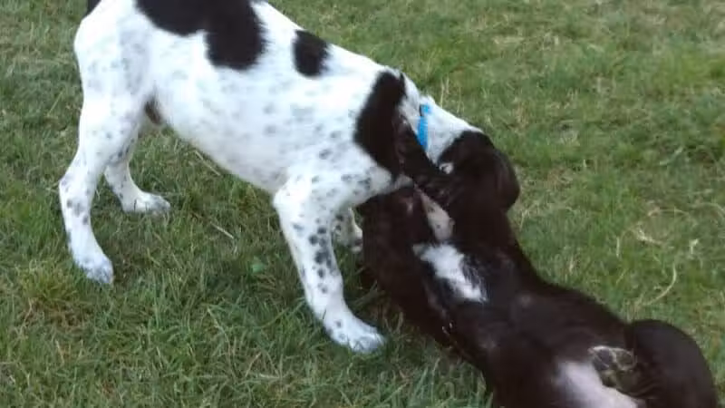 Salem Rotary Dog Park - Salem, VA
