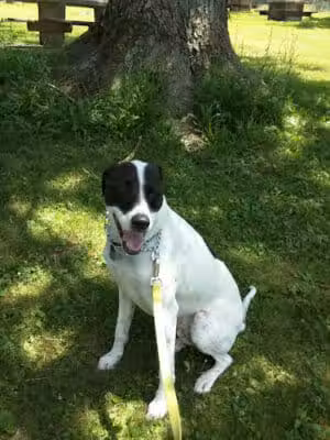 Rest Stop w/ Dog Walking sleep - Salesville, OH