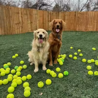 Buckeye Furry Friends Doggie Daycare - Sandusky, OH