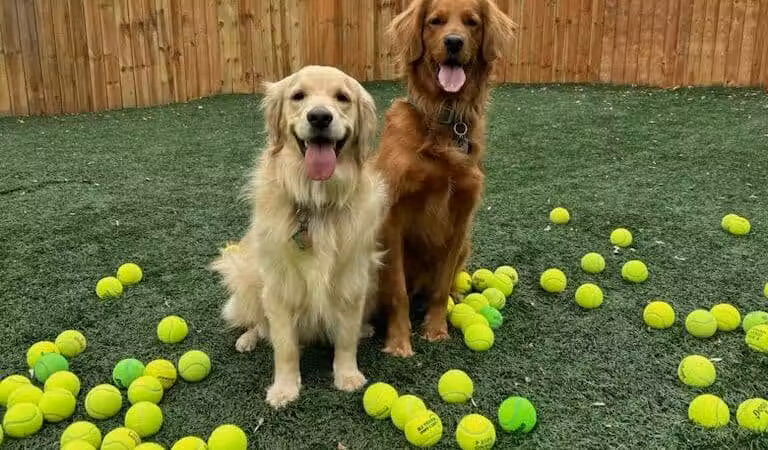Buckeye Furry Friends Doggie Daycare - Sandusky, OH
