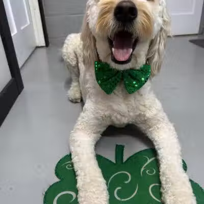 Buckeye Furry Friends Doggie Daycare - Sandusky, OH