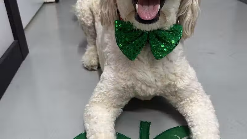 Buckeye Furry Friends Doggie Daycare - Sandusky, OH