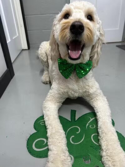 Buckeye Furry Friends Doggie Daycare - Sandusky, OH
