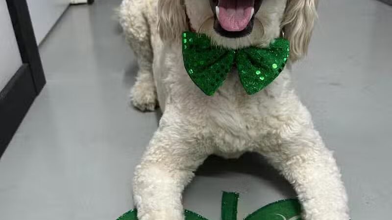 Buckeye Furry Friends Doggie Daycare - Sandusky, OH