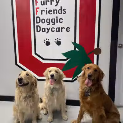 Buckeye Furry Friends Doggie Daycare - Sandusky, OH
