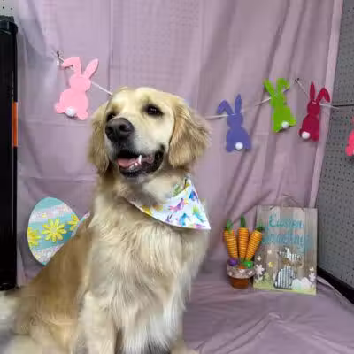 Buckeye Furry Friends Doggie Daycare - Sandusky, OH