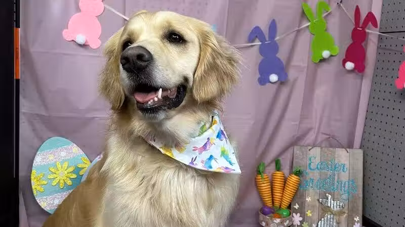 Buckeye Furry Friends Doggie Daycare - Sandusky, OH