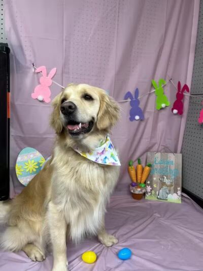 Buckeye Furry Friends Doggie Daycare - Sandusky, OH